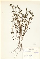 藏品(琉璃繁縷)的圖片